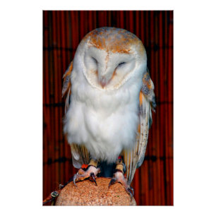 Schuur Uil Tyto Alba roofvogel Perfect Poster