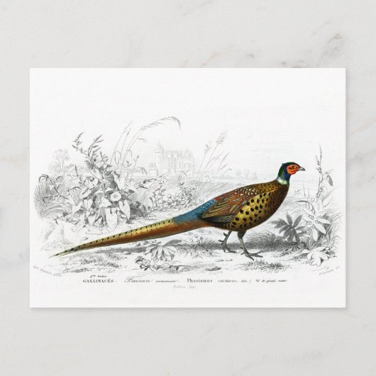 Schuurmiddel voor Kerstmis - Ring Necked Pheasant Feestdagenkaart (Voorkant)