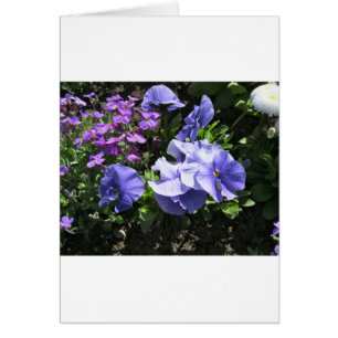 Schuwe Paarse Pansies