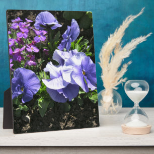 Schuwe Paarse Pansies Fotoplaat