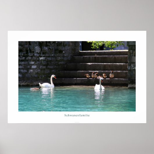 Schwanenfamilie Poster (Voorkant)