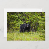 Schwarzbär im Wald Briefkaart (Voorkant / Achterkant)