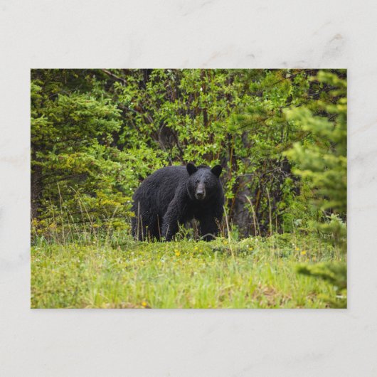 Schwarzbär im Wald Briefkaart (Voorkant)