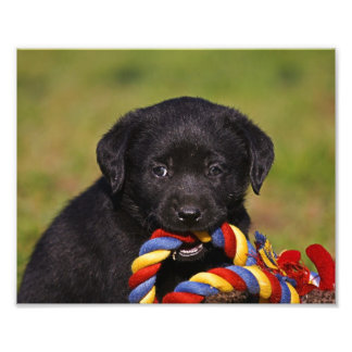 schwarzer Hund Labrador Retriever Welpe Fotoposter Foto Afdruk