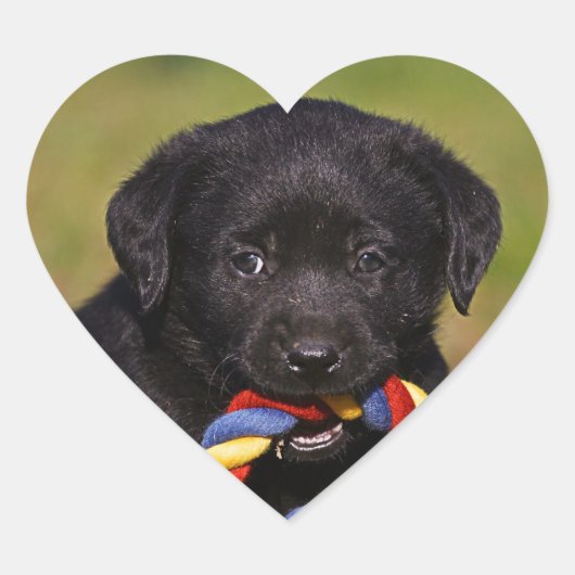 schwarzer Hund Labrador Retriever Welpe Sticker (Voorkant)