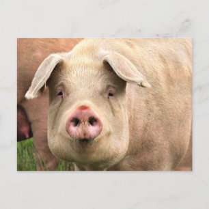 Schwein gehabt briefkaart