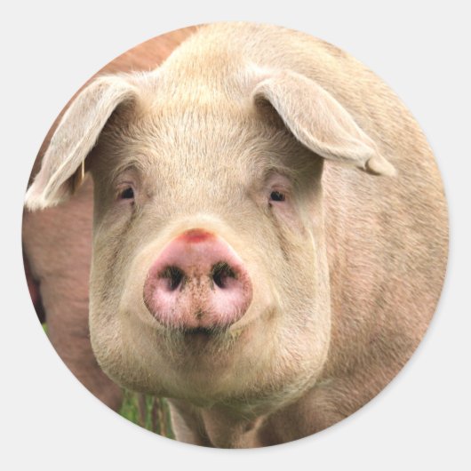 Schwein gehabt ronde sticker (Voorkant)