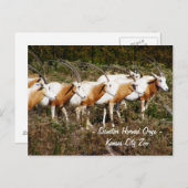 Scimitar Horned Oryx Briefkaart (Voorkant / Achterkant)