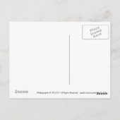 Scimitar Horned Oryx Briefkaart (Achterkant)