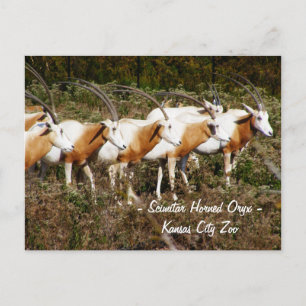 Scimitar Horned Oryx Briefkaart