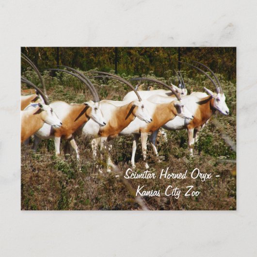 Scimitar Horned Oryx Briefkaart (Voorkant)