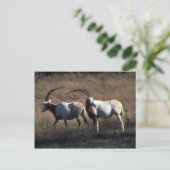 Scimitar-Horned Oryx Briefkaart (Staand voorkant)