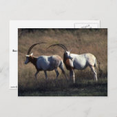 Scimitar-Horned Oryx Briefkaart (Voorkant / Achterkant)