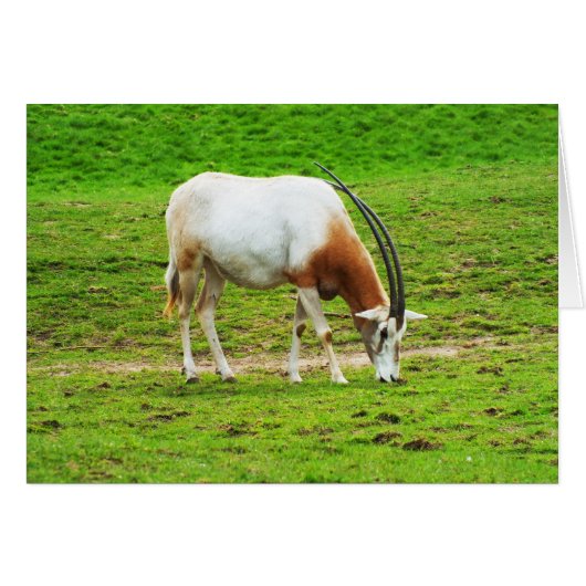 Scimitar oryx dierenkaart (Voorkant Horizontaal)