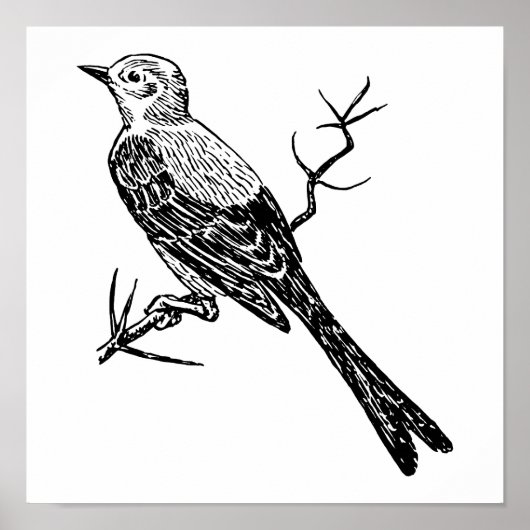 Scissortail Realistic Bird Sketch Poster (Voorkant)
