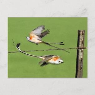 Scissortails in de vlucht briefkaart