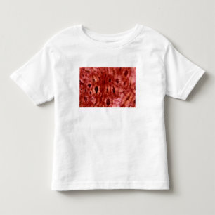 Sclerenchyma-cellen uit een Cherry Pit Kinder Shirts