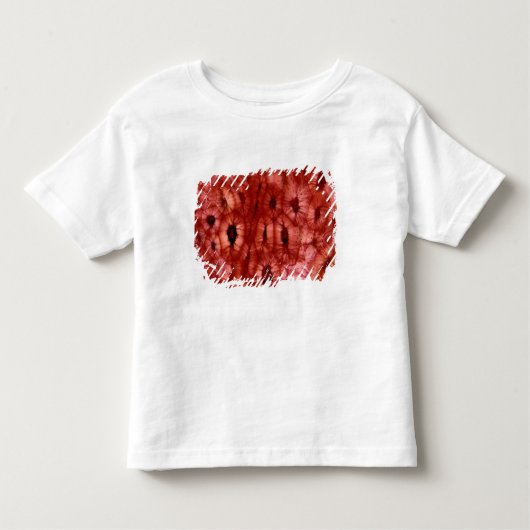 Sclerenchyma-cellen uit een Cherry Pit Kinder Shirts (Voorkant)