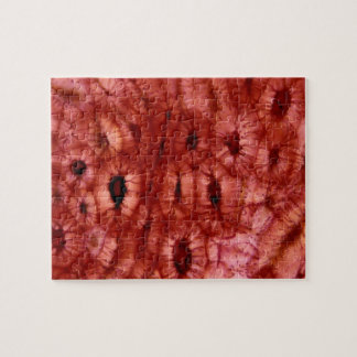 Sclerenchyma-cellen uit een Cherry Pit Legpuzzel