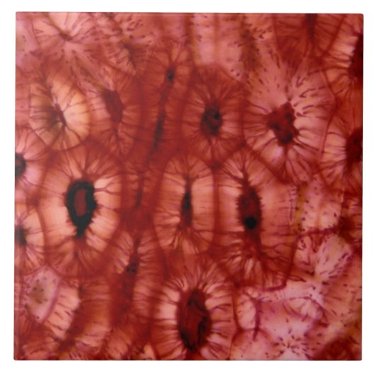 Sclerenchyma-cellen uit een Cherry Pit Tegeltje (Voorkant)