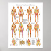 Sclerotome Viscerale Pijn Referentie Poster (Voorkant)