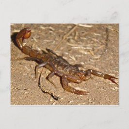 Scorpion Briefkaart