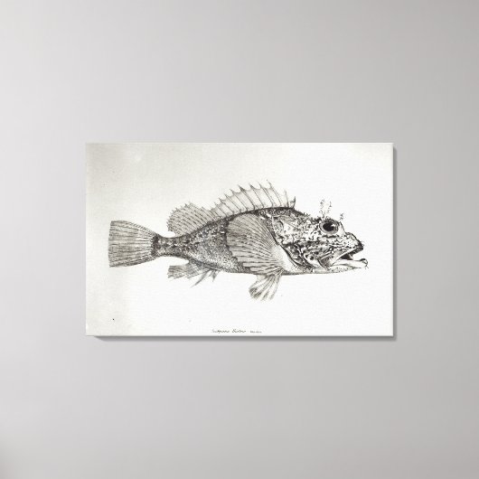 Scorpion Fish Canvas Afdruk (Voorkant)