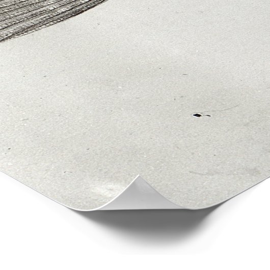 Scorpion Fish Poster (Hoek)