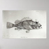 Scorpion Fish Poster (Voorkant)