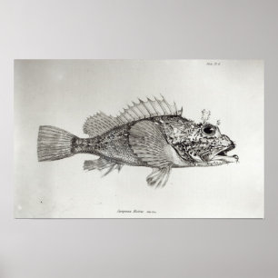 Scorpion Fish Poster