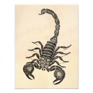 Scorpion-illustratie van Vintage 1800 - Scorpions Foto Afdruk
