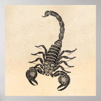 Scorpion-illustratie van Vintage 1800 - Scorpions Poster