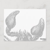 Scorpion rouge - Carte postale (Dos)