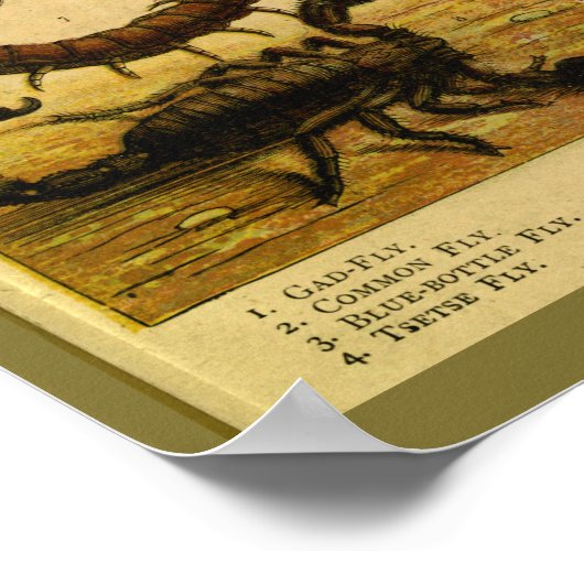 Scorpion snijdt natuurhistorie afdrukken Poster (Hoek)