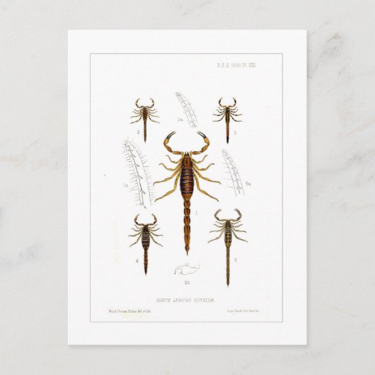 Scorpions Briefkaart (Voorkant)