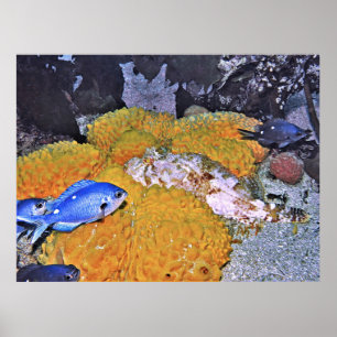 Scorpionvis op gele sponge poster