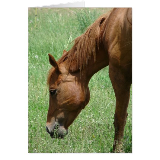 Scotch au début de l'été (Devant)