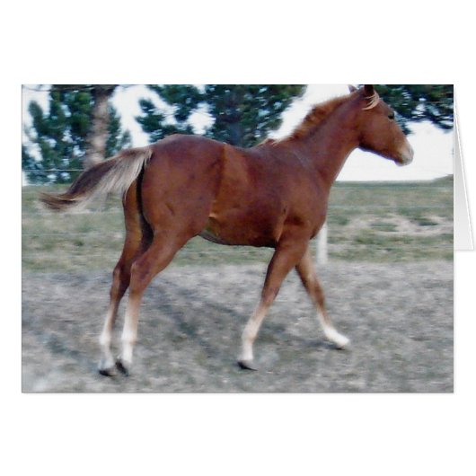 Scotch Boy (Devant horizontal)