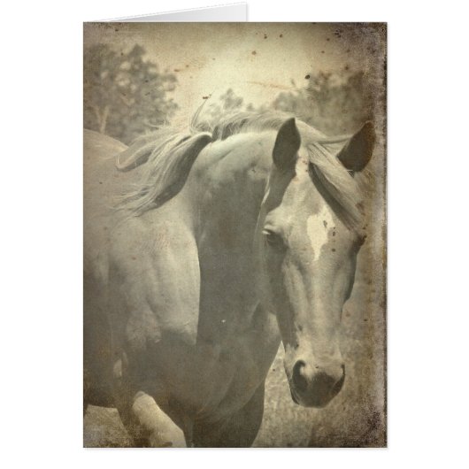 Scotch Faux  (Voorkant)