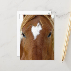 Scotch het jaarling paard briefkaart