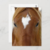 Scotch het jaarling paard briefkaart (Voorkant / Achterkant)