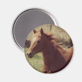 Scotch in Motion Magneet (Voorkant / Achterkant)