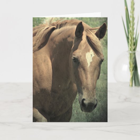 Scotch The Horse, Birthday Kaart (Voorkant)