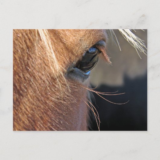 Scotchextremcloseup Briefkaart (Voorkant)