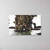 Scoter-Surf-eenden met lage spanning Canvas Afdruk (Voorkant)