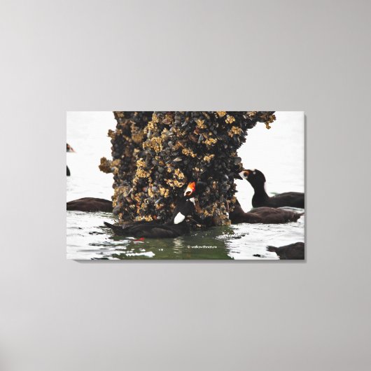 Scoter-Surf-eenden met lage spanning Canvas Afdruk (Voorkant)