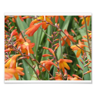 Scotland Florals Foto Afdruk