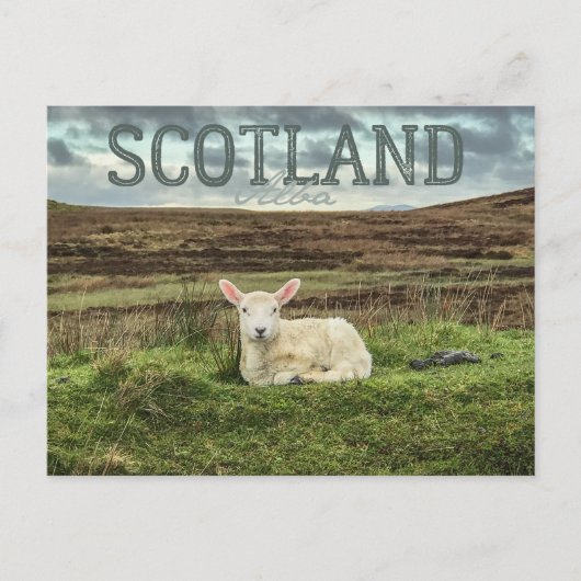 Scotland Highlands Sheep Carte postale Voyage Pitt (Devant)