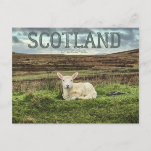 Scotland Highlands Sheep Schilderachtig Travel Bri Briefkaart