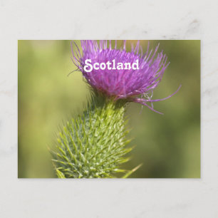 Scotland Thistle Briefkaart